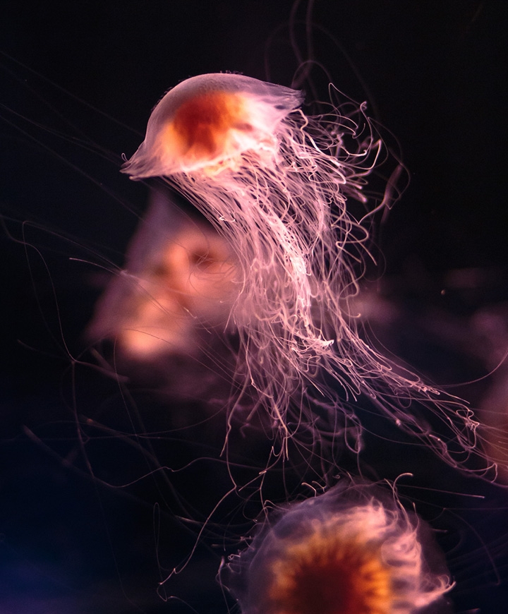 The Deep jellyfish